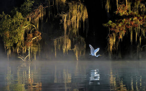 Lake Poster featuring the photograph Egret #2 by Hua Zhu
