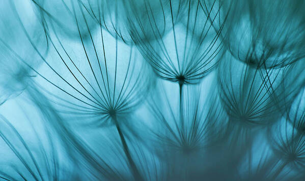 Outdoors Poster featuring the photograph Dandelion Seed #5 by Jasmina007