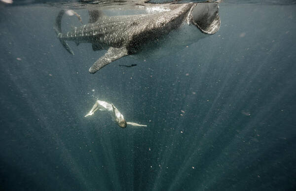 Underwater Poster featuring the photograph Woman Swimming With Whale Shark #5 by Tyler Stableford