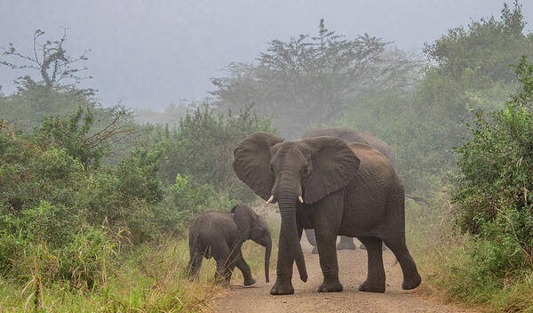 Hluhluwe-imfolozi Park Poster featuring the photograph African Road Block by Marcy Wielfaert