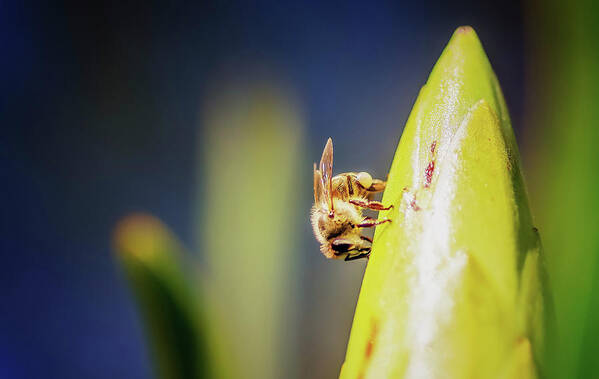 Bee On Protea Poster featuring the photograph Bee On Protea by Pixie Pics