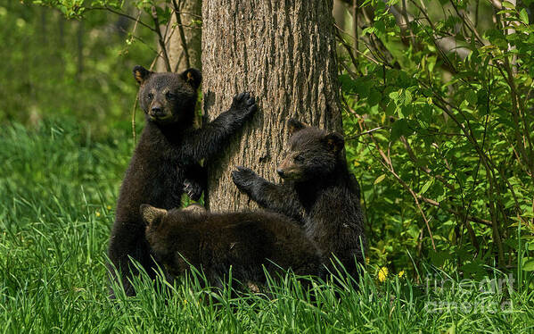 Sitting Poster featuring the photograph Black Bear Brood by Brian Kamprath