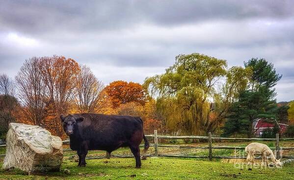 Black Cow Poster featuring the photograph Black Cow and White Goat by Mary Capriole