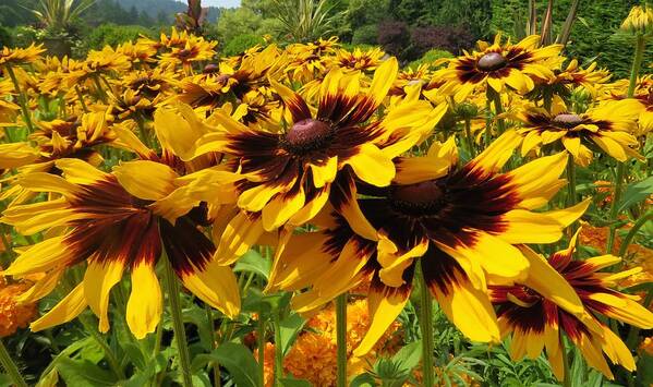 View Poster featuring the photograph Black-Eyed Susan In Your Face by Joan Stratton
