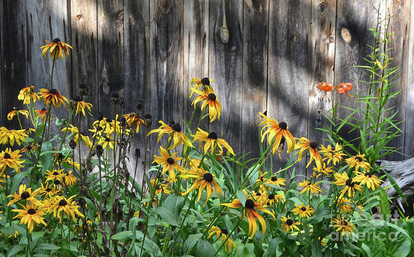 Yooper Poster featuring the photograph Black-Eyed Susans, Michigan Upper Peninsula by Ron Long