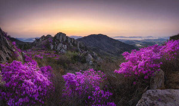 Fog Poster featuring the photograph Blossom On The Mountain Top by Tiger Seo