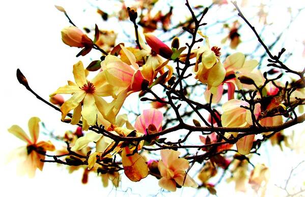 Magnolia Poster featuring the photograph Branch Of Magnolia Flowers by Cynthia Guinn