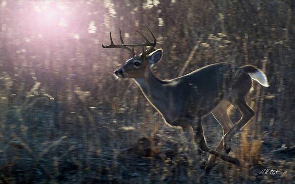 Whitetail Bucks Poster featuring the photograph Buck On The Run by Bill Stephens