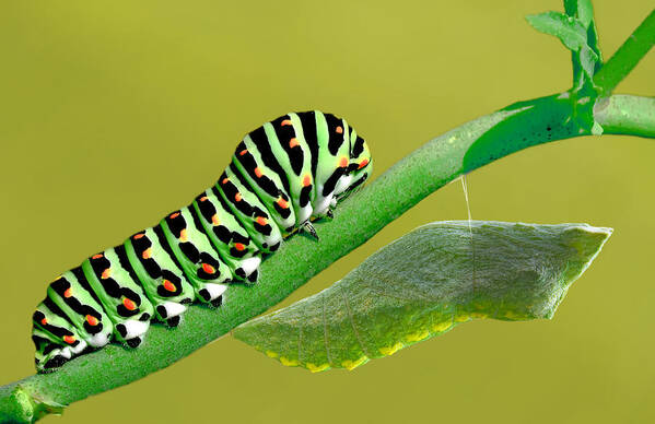 Closeup Poster featuring the photograph Caterpillar And Pupa by Mustafa ztrk