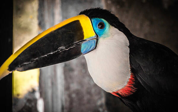 Animals Poster featuring the photograph Channel Billed Toucan, Peru by Venetia Featherstone-Witty