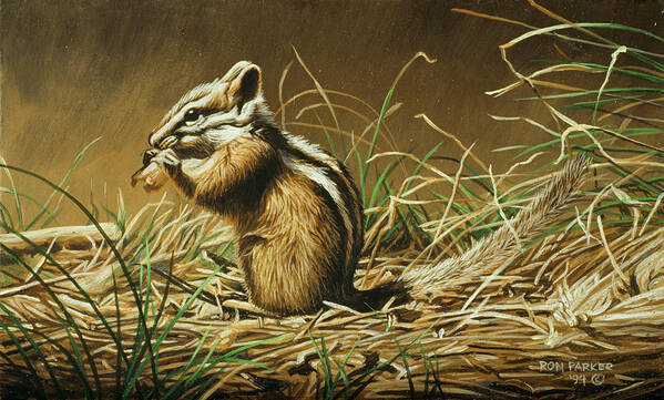 A Chipmunk On His Back Legs With Its Hands To Its Mouth. Poster featuring the painting Chipmunk by Ron Parker