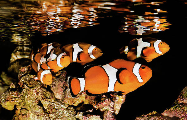 Underwater Poster featuring the photograph Clownfish In School by Jodijacobson