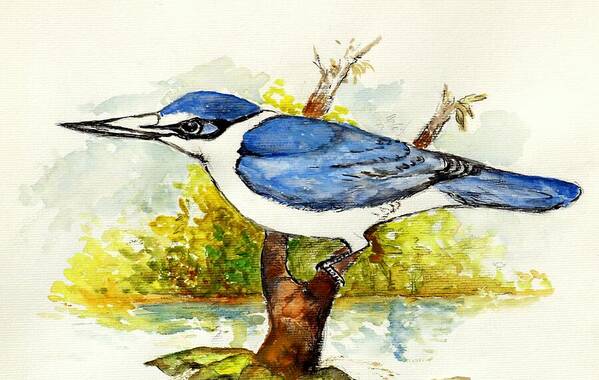 Tree Branches Poster featuring the painting Collared Kingfisher by Jason Sentuf