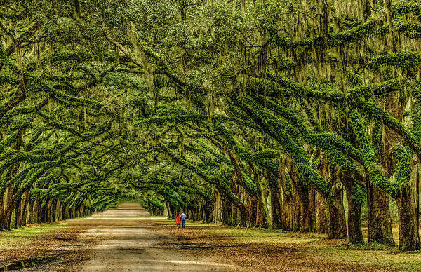 Wormsloe Historic Site Poster featuring the photograph Come Walk With Me by Marcy Wielfaert