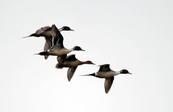 Courtship Poster featuring the photograph Courtship Flight- Pintails by Whispering Peaks Photography