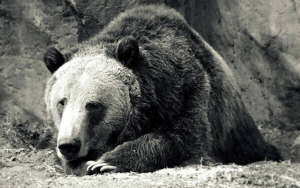 Bear Poster featuring the photograph Cozy Yet Deadly - Grizzly Bear by Glenn McCarthy Art and Photography