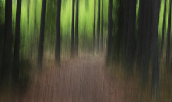 Forest Poster featuring the photograph Dream Wood by Bror Johansson
