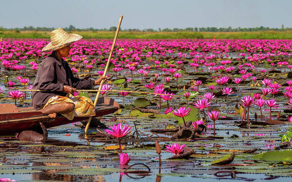 Art Poster featuring the photograph Fishing in the Red Lotus Lake by Jeremy Holton