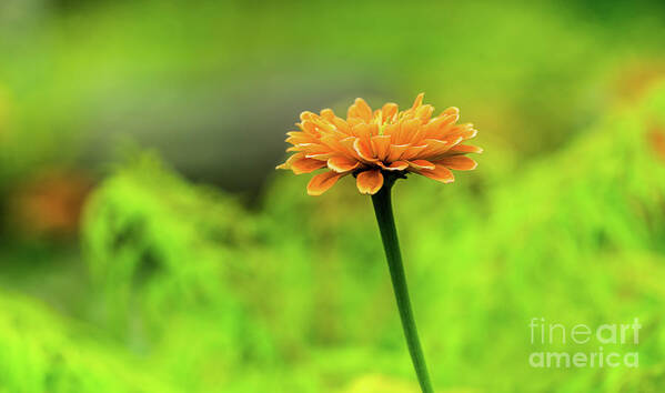 Landscape Poster featuring the photograph Flower by Dheeraj Mutha