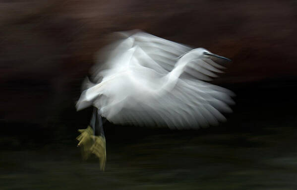 Egret Poster featuring the photograph Flying At Dusk by Xavier Ortega