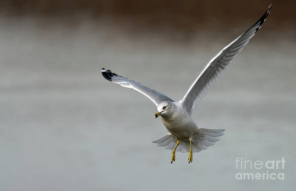Ring Billed Gull Poster featuring the photograph Frozen in time by Sam Rino