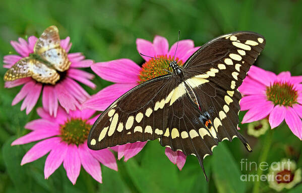 Dave Welling Poster featuring the photograph Giant Swallowtail Papilo Cresphontes by Dave Welling