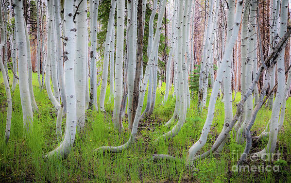 America Poster featuring the photograph Grand Canyon Birch Trees by Inge Johnsson