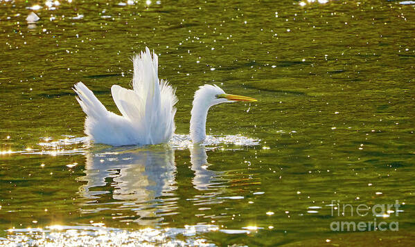 Egret Poster featuring the photograph Great Egret Fishing In Water by Charline Xia