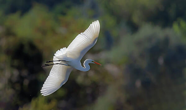 Great White Egret Poster featuring the photograph Great White Egret 2 by Rick Mosher