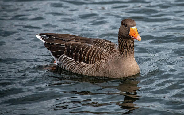 Goose Poster featuring the photograph Greylag Goose by Marcy Wielfaert