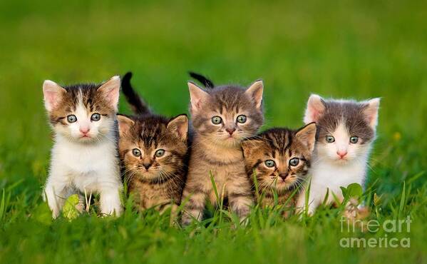 Small Poster featuring the photograph Group Of Five Little Kittens Sitting by Grigorita Ko