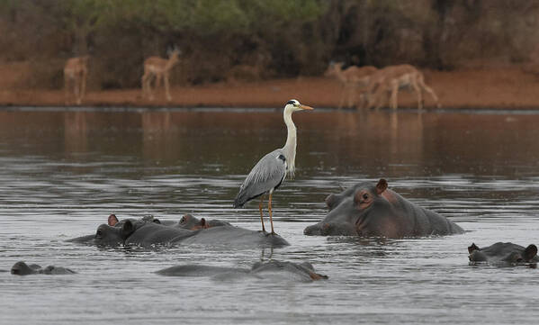 Hippos Poster featuring the photograph Heron on a Hippo by Ben Foster