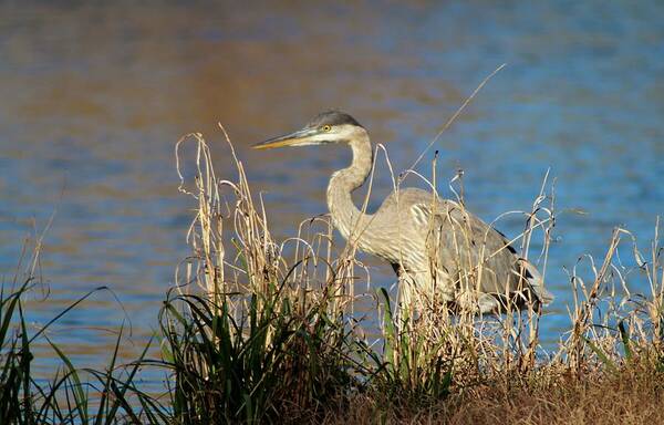 Great Blue Heron Poster featuring the photograph Heron Scans For Prey by Cynthia Guinn