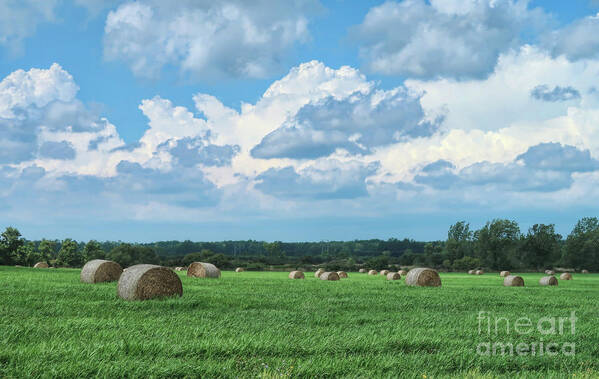 Hay Poster featuring the photograph Hey, hay by Tammy Espino