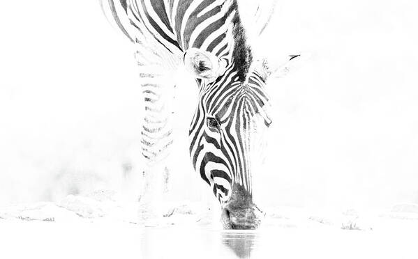 Zebra Poster featuring the photograph High Key Zebra Drinking by Mark Hunter