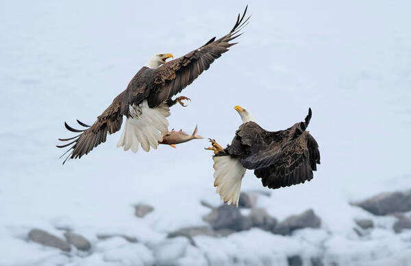 Eagle Poster featuring the photograph I Want The Fish Too by Yu Cheng