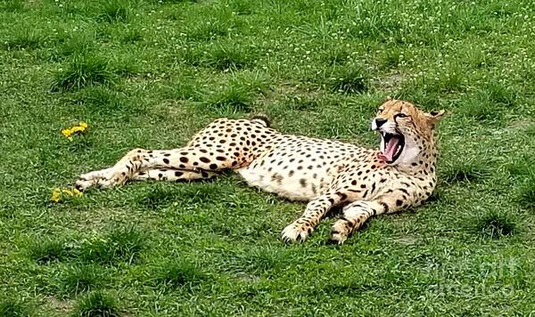 Sea Poster featuring the photograph Lounging Cheetah by Michael Graham