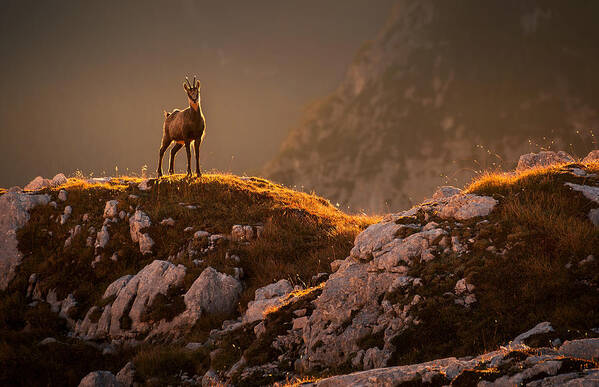 Wildlife Poster featuring the photograph Mountain Goat by Ales Krivec