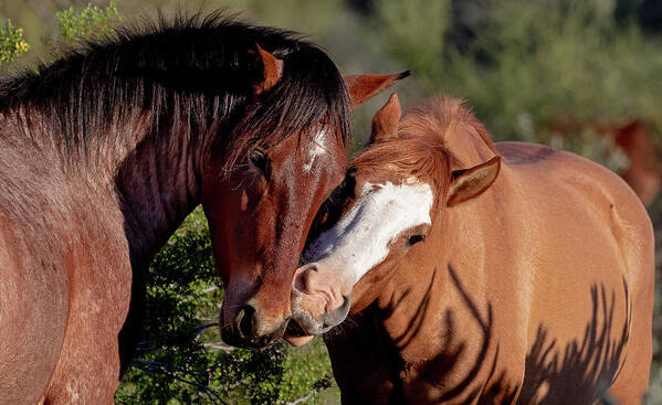 Wild Horses Poster featuring the photograph Mustang Greeting by Mindy Musick King