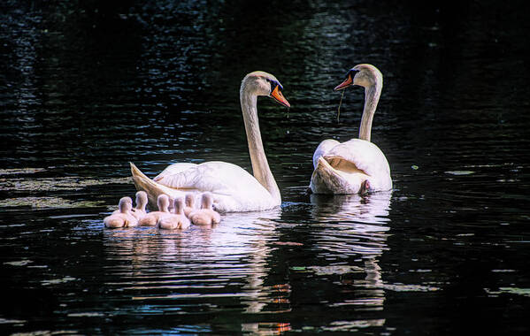 Swan Poster featuring the photograph Mute Swan Family by Steph Gabler