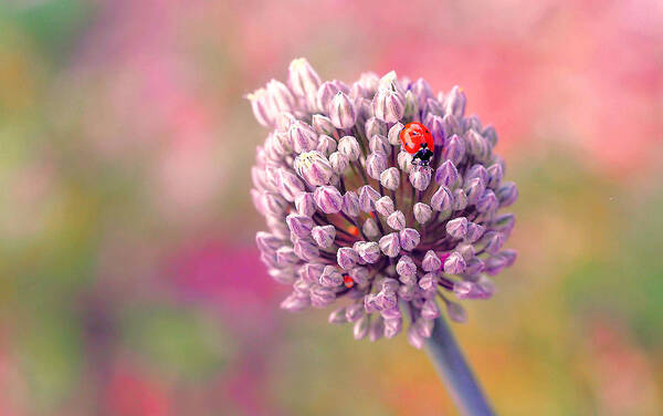 Nature Poster featuring the photograph Nature In Watercolors... by Thierry Dufour