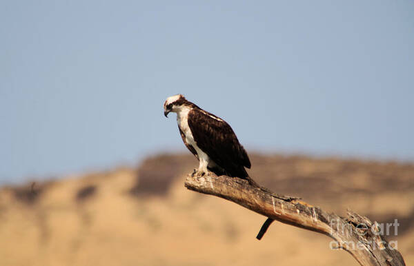 Bird Poster featuring the photograph Osprey waiting for fish by Jeff Swan