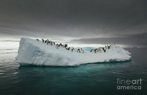 Iceberg Poster featuring the photograph Penguins On An Iceberg In The Sea by David Merron