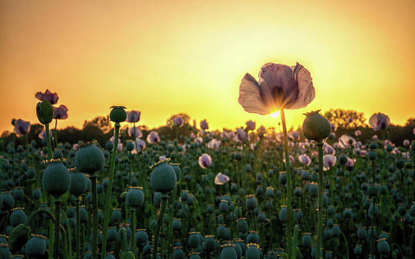 Poppies Poster featuring the photograph Poppy Field Sunset by Framing Places