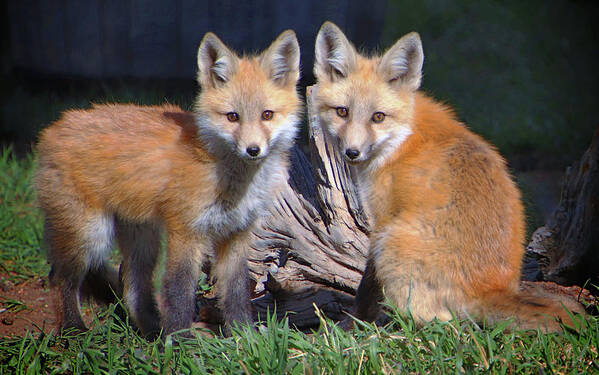 Red Fox Poster featuring the photograph Red Fox Kits by Suzanne Stout