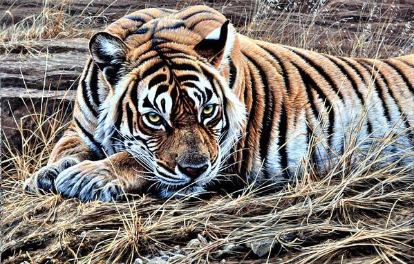 Keywords: Paintings Poster featuring the painting Resting Tiger by Alan M Hunt by Alan M Hunt