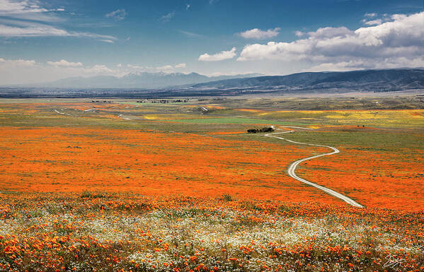 Antelope Valley Poppy Reserve Poster featuring the photograph Road Through The Wildflowers by Endre Balogh