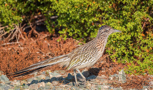 Loree Johnson Photography Poster featuring the photograph Roadrunner Pause by Loree Johnson