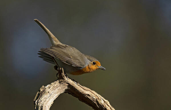 Robin Poster featuring the photograph Robin Attempt To Jump by Shlomo Waldmann