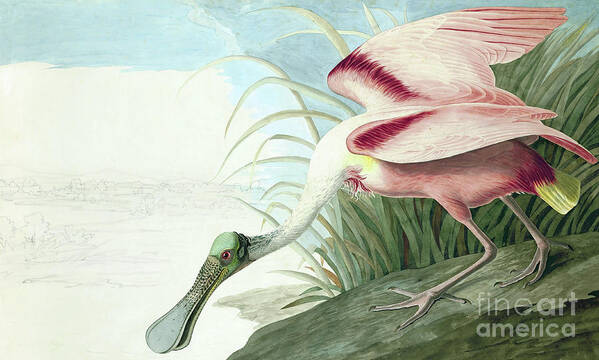 Roseate Spoonbill Poster featuring the painting Roseate Spoonbill, Platalea Ajaja Audubon by John James Audubon